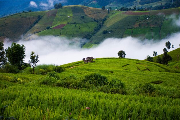 Scenic view of agricultural field