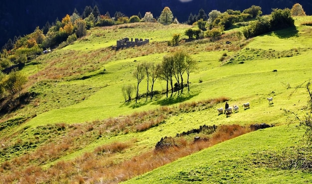 Foto vista panoramica di un campo agricolo