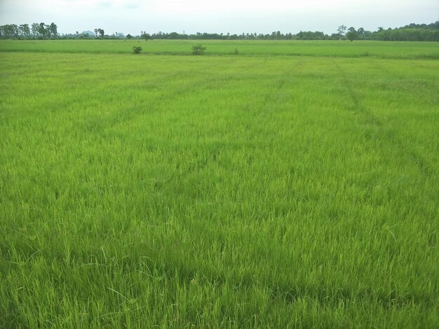 Scenic view of agricultural field