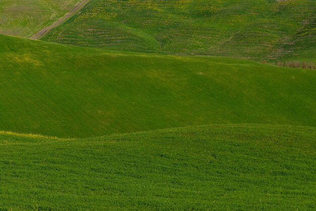 Scenic view of agricultural field