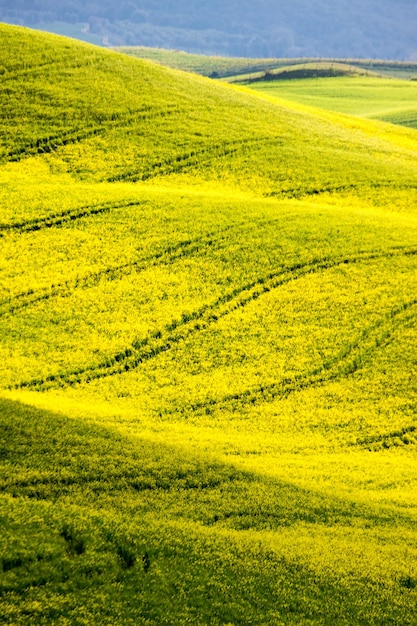 Foto vista panoramica di un campo agricolo