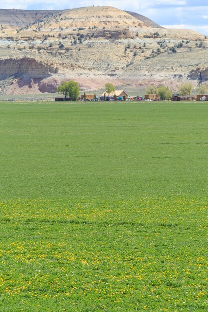 Photo scenic view of agricultural field