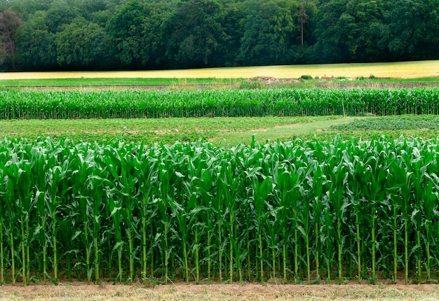 Scenic view of agricultural field