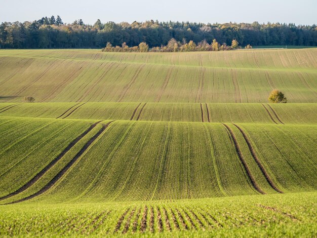 Photo scenic view of agricultural field