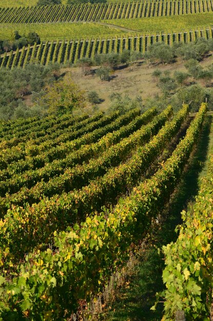 Photo scenic view of agricultural field