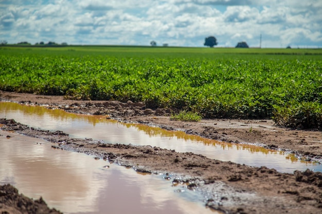 scenic view of agricultural field