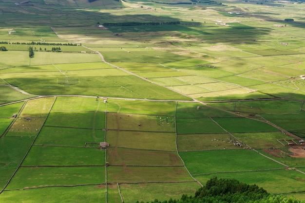 Scenic view of agricultural field