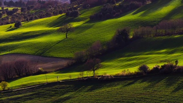 Scenic view of agricultural field