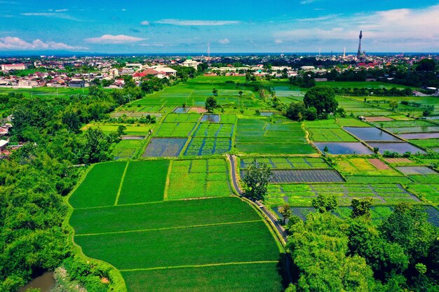 Scenic view of agricultural field