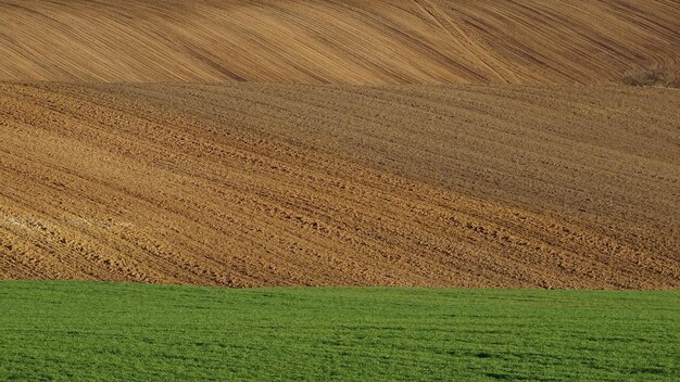 Foto vista panoramica di un campo agricolo