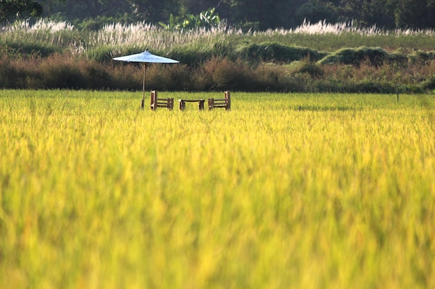 Photo scenic view of agricultural field