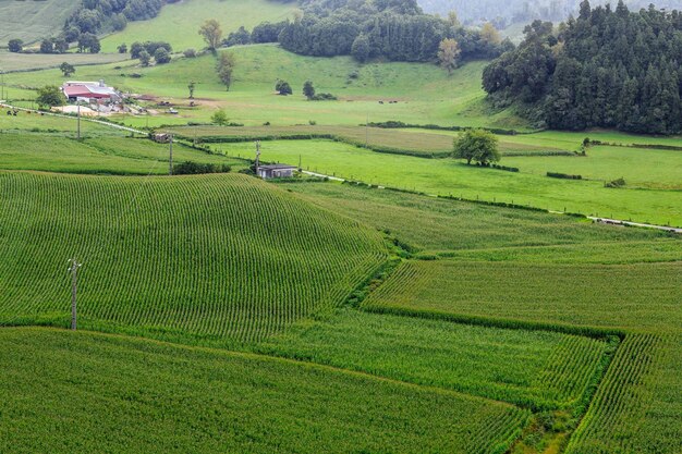 Scenic view of agricultural field