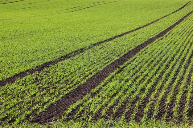 Photo scenic view of agricultural field