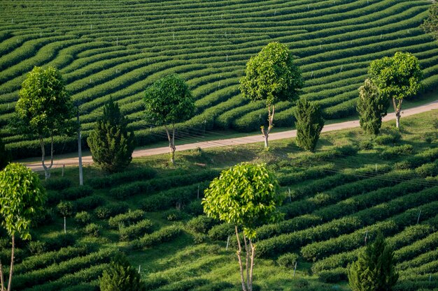 Scenic view of agricultural field