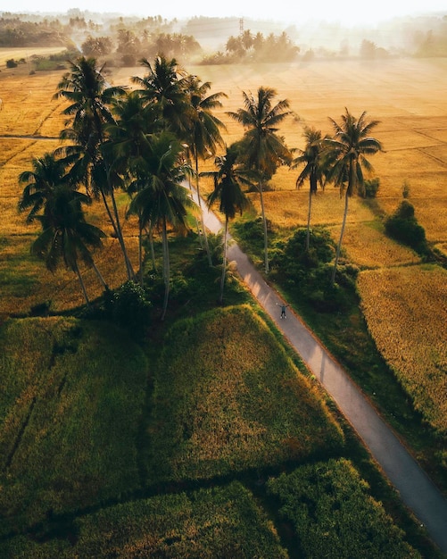 Photo scenic view of agricultural field