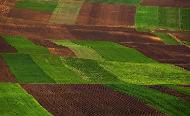 scenic view of agricultural field