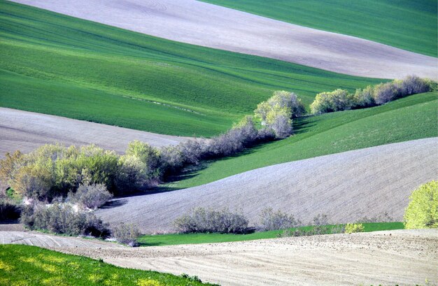 Foto vista panoramica di un campo agricolo