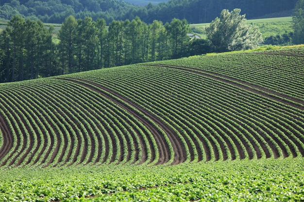 Photo scenic view of agricultural field