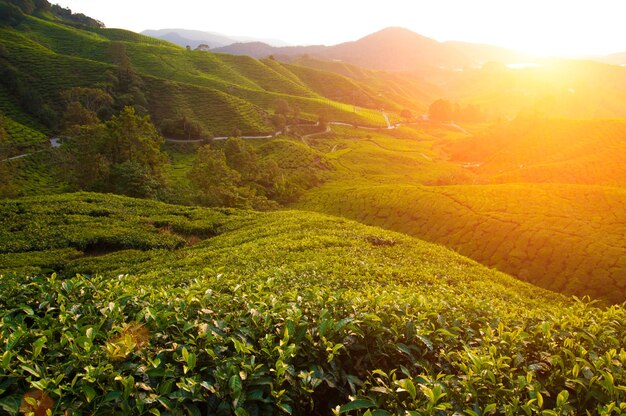 Photo scenic view of agricultural landscape against bright sun