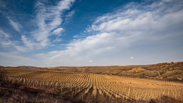 Scenic view of agricultural vineyard field against sky