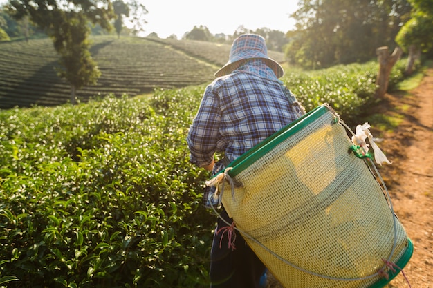 Scenic view of asia worker farmer women were picking tea leaves for traditions in the sunrise morning at tea plantation nature