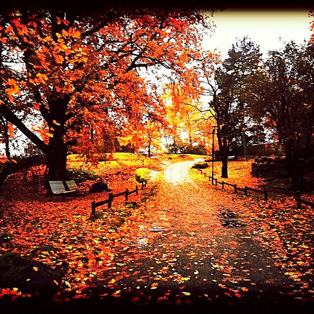 Scenic view of autumn trees against sky