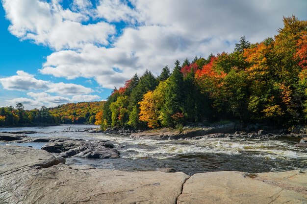 Scenic view of autumn trees against sky