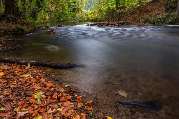 Scenic view of autumn trees in forest