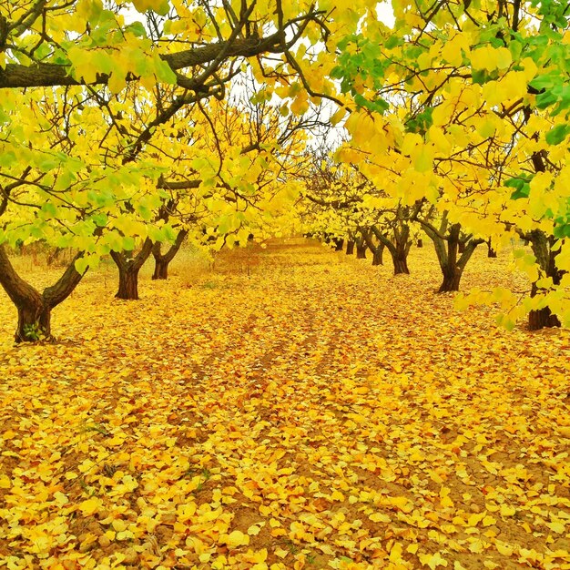 Scenic view of autumn trees with leaves on footpath