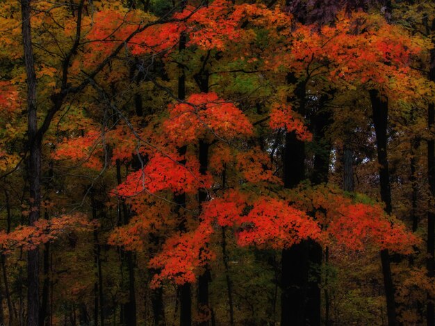 Scenic view of autumnal trees in forest during autumn