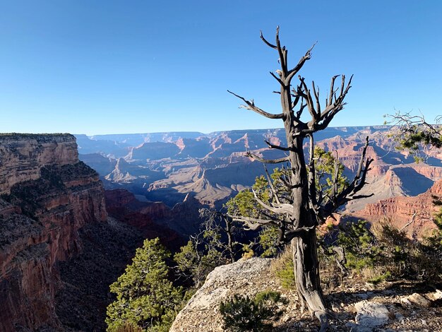 Foto vista panoramica di albero nudo e canyon contro un cielo limpido