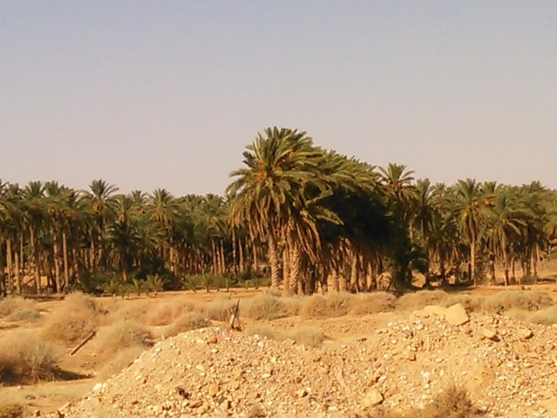 Scenic view of beach against clear sky