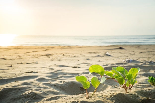 Photo scenic view of beach against sky