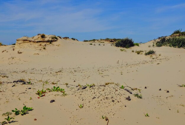 Foto vista panoramica della spiaggia contro il cielo