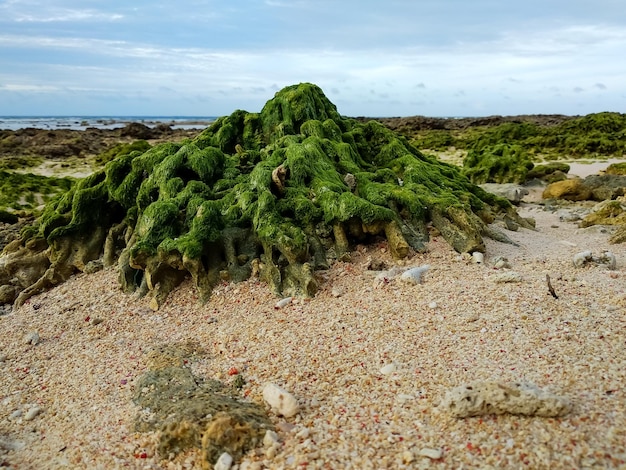 Foto vista panoramica della spiaggia contro il cielo