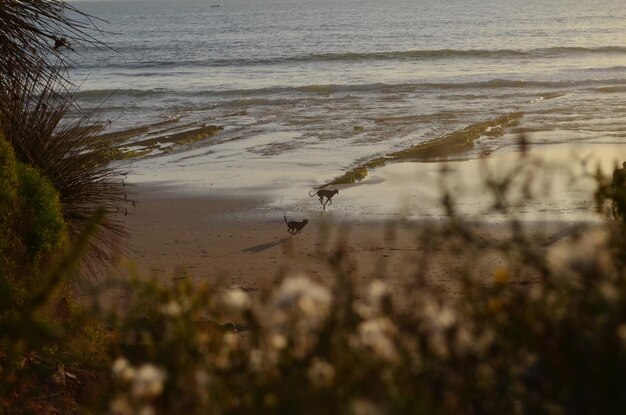 Scenic view of beach