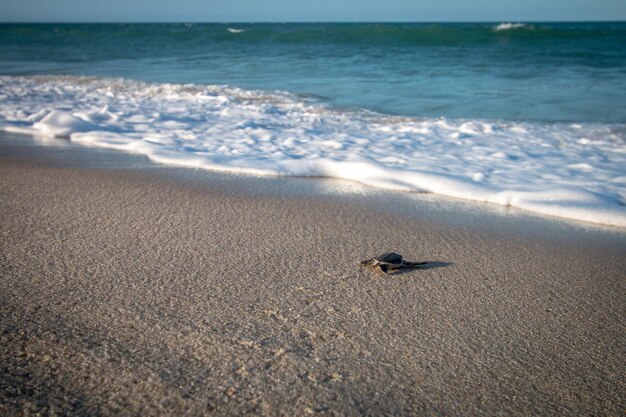 Photo scenic view of beach