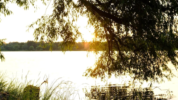 柳を前景にした夏の夜の川の上の美しい夕日の美しい景色