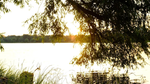 Scenic view of beautiful sunset above the river at summer evening with willow at foreground