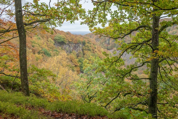 春のブナの木の風光明媚な景色