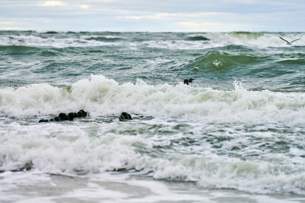 Scenic view of blue sea with foaming waves. Vintage long wooden breakwaters stretching far out to sea, winter Baltic Sea landscape