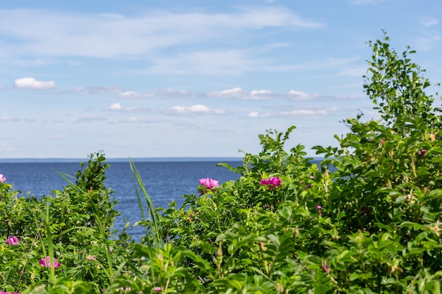 живописный вид на кусты шиповника и море на горизонте