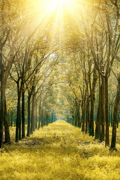 Photo scenic view of bright sun shining through trees