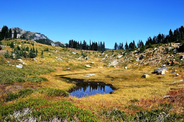 Scenic view of calm pond in field against clear sky