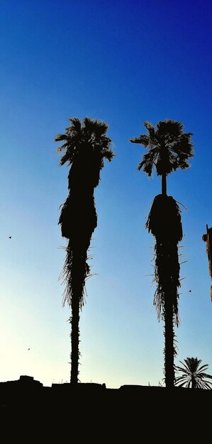 A scenic view of clear blue sky against a tall two palm trees