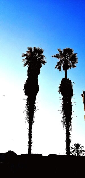 A scenic view of clear blue sky against a tall two palm trees