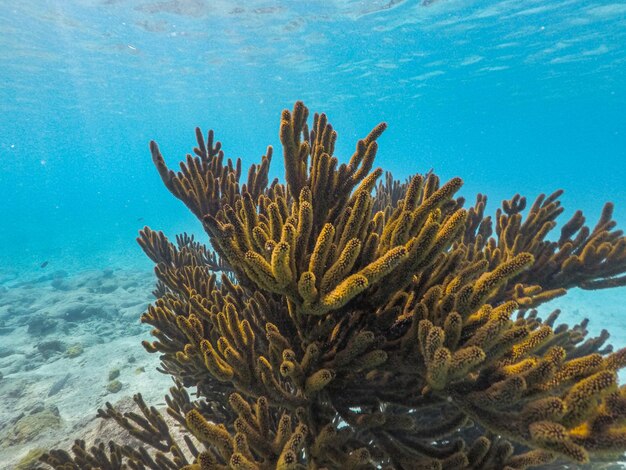 Scenic view of coral in the sea