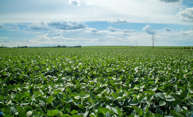 scenic view of corn field against sky