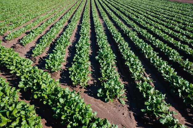 Scenic view of corn field