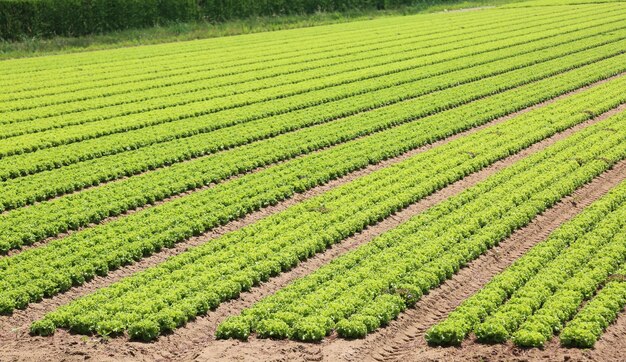Красивый вид на кукурузное поле